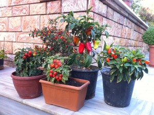 Saksı ve Balkon bitkileri örnekleri
